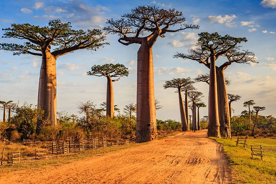 Madagascar con la D'ANIMOS BAND - immagine 5